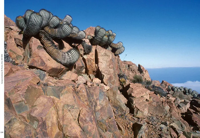 Xerophile - Cactus Photographs from Expeditions of the Obsessed
